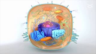 Decoding phosphorylation patterns in Dishevelled proteins [upl. by Ainimre]