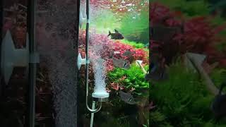 My customers beautiful tank Very layered fish tank landscaping [upl. by Plafker]