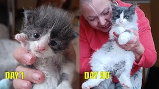 90 Days of Miraculous Transformation for a Kitten Thrown from a Car and Rescued by a Kind Boy [upl. by Mcgrody]