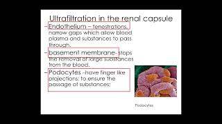 512 Excretion cii PART 2 Ultrafiltration [upl. by Lussi965]