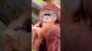 Bornean Orangutan  Singapore Zoo [upl. by Ailegave486]