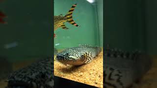 Full Grown Bichirs aquarium bichir stillwaters [upl. by Lonne]