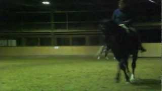 Training Dressurhaflinger Amani  Ein echtes AllroundTalent  2012 [upl. by Nahn]