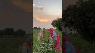 Rajsthan ki deshi sabji gwarfali rajasthani voice music minivlog nagaur deshi villagelife [upl. by Audun134]