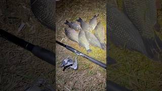 Night fishing for crucian carp [upl. by Perretta]