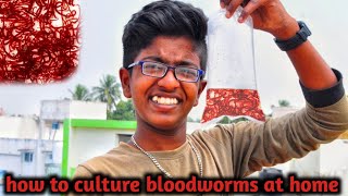 How to culture bloodworms At home easily cheap and best method [upl. by Riki126]