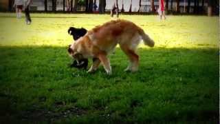 Flat Coated Retriever Vs Golden Retriever [upl. by Blackwell823]