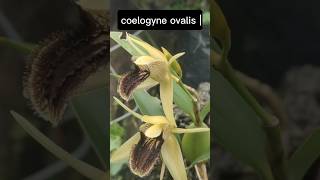 Coelogyne ovalis rare orchid ytshorts saveorchid [upl. by Alphard]