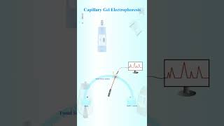 Capillary gel electrophoresis [upl. by Thordia]