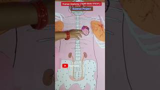 ScienceBiology Project Human Anatomy TLM Students ytshorts shorts shortsfeed viralvideo [upl. by Abbi937]