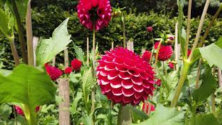 Walking around Anglesey Abbey gardens  National Trust [upl. by Drescher]