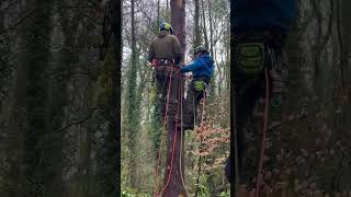 Shorter version of main video of casualty evac training treeclimber arborist treeclimbing [upl. by Annaitsirk]