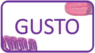 Fisiología del GUSTO  histología receptores sabores y via del gusto [upl. by Renee606]