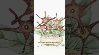 The Voynich Manuscript PART1 facts urbanlegends science history [upl. by Bohlen]