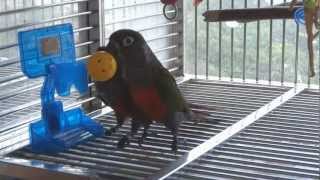 Crimson Bellied Conure  Alpha amp Beta Basketball Championship [upl. by Ciardap28]