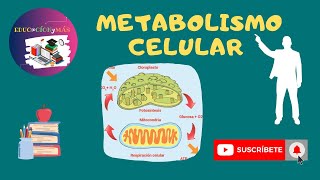 Metabolismo celular  anabolismo  catabolismo  ATP energía [upl. by Udell]