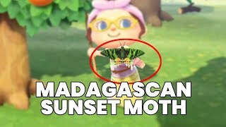 How to Get Madagascan Sunset Moth Butterfly in Animal Crossing New Horizons [upl. by Arnie]