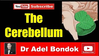 The Cerebellum Dr Adel Bondok [upl. by Emmott]