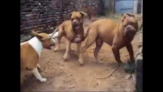 Dogs play Fighting  Dogue de Bordeaux VS Bull Terrier [upl. by Lehcir]