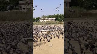 Living life with a touch of wing  Pigeon lovers reels vlog video shorts shortvideo nature [upl. by Anen807]