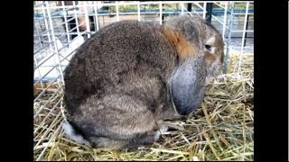 Kleinwidder Lopeared Rabbit Petit Bélier Gris Garenne Illfurth 2012 [upl. by Mercie455]