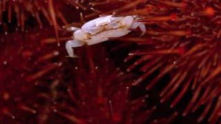 The Heart Urchin Pea Crab [upl. by Alekat]