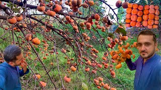 Amlok Ka Bagh  Japani Phal Fruit  Short Documentary  Amlok Bagh Mohmand Agency [upl. by Eenttirb]