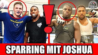 JOSHUAS deutsche SPARRINGSPARTNER steigen SAMSTAG auch in den RING 247 Boxing [upl. by Heyer308]