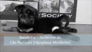 Batatinha  Fisioterapia e Reabilitação na Síndrome do Cão Nadador [upl. by Aidne]