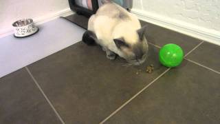 SlimCat Food Distributor Ball by PetSafe Day 1 HD [upl. by Conny]