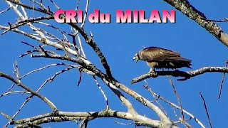 Cri du MILAN NOIR [upl. by Cherie721]