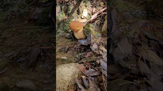 MAGNIFICO BOLETUS AESTIVALIS IN UN RUSCELLO🤩🍄🍄🍄 shorts funghiporcini boletus funghi mushroom [upl. by Khano]