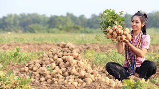 Have you ever seen this fruit in your homeland my country it call Pek Kouk [upl. by Damales266]