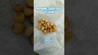 Prepping cherry seeds to be in the fridge for a couple months garden stonefruit seedstarting [upl. by Aidua]