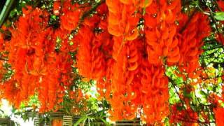 พวงโกเมน Mucuna bennettii F Muell the Orange Flower [upl. by Nawk]