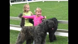 Bouvier des Flandres Puppy Story episode 2  Working Bouviers [upl. by Anallese554]