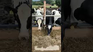 🔴  DAIRY COWS  HOLSTEIN Cattle ✅ Biggest Bulls And Cow [upl. by Bria18]