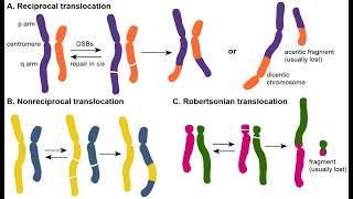 Decoding Chromosomal Translocation A Dive into Recent Research [upl. by Yerg]