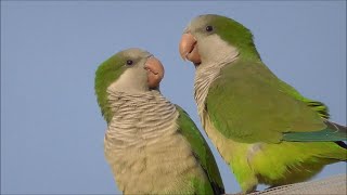 Cotorra argentina Myiopsitta monachus Monk Parakeet [upl. by Steward]