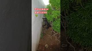 ഉടുമ്പ് പിടിച്ചാൽ വിടില്ലേ🦎 Rescuing a monitor lizard urbanwildlife monitorlizard reptiles [upl. by Gregorius242]