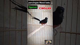 PANCINGAN MURAI BATU ISIAN CINGLAR PALA MERAH masteranmuraibatufullisian kicaumania kicau [upl. by Leinadnhoj421]