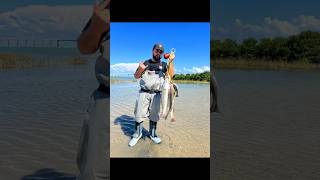 Texas Red Fish Limit amp Mangrove Snapper 2024 STXSalados redfish southpadreisland wadefishing [upl. by Oregolac]