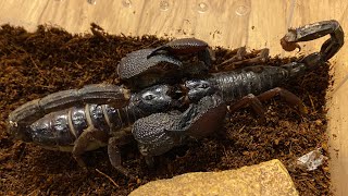 Scorpion mating Gigantometrus titanicus [upl. by Ikeda]