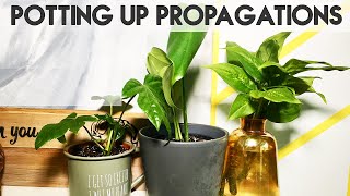 PROPAGATING MONSTERA FATSIA amp DUMB CANE  Repotting Cuttings  Miss Bird [upl. by Sisto]