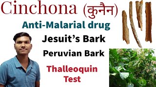 CINCHONA OFFICINALIS  THALLEOQUIN TEST  ANTIMALARIAL DRUG  JESUITS BARK  KUNAIN [upl. by Worrad]