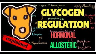 Glycogen regulation by Insulin and GlucagonEpinephrine USMLE Biochemistry [upl. by Raji]