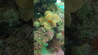 Orange Skunk Fishes 💕animals [upl. by Leorsiy351]