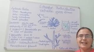 Ectocarpus Thallus Structure BSc Part I Dr Vinod Kumari [upl. by Melburn]