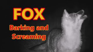 Fox Screaming and Barking at Night  Screaming Foxes [upl. by Ahcire]