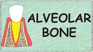 Alveolar bone [upl. by Hardi340]